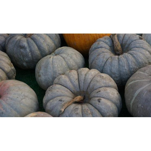 PUMPKIN 'Jarrahdale' seeds