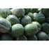 SQUASH 'Chilacayote' / Malabar Gourd - Boondie Seeds