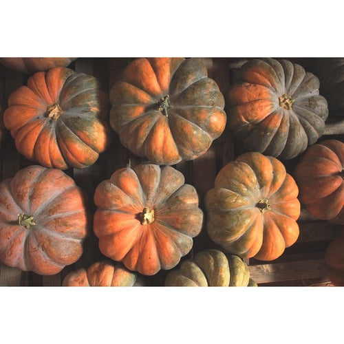 PUMPKIN 'Musquee De Provence' - Boondie Seeds