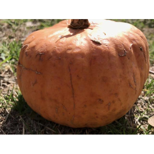 PUMPKIN 'Australian Butter' *ORGANIC* - Boondie Seeds