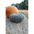 PUMPKIN 'Jarrahdale' seeds