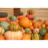 PUMPKIN 'Heirloom Mix' - Boondie Seeds