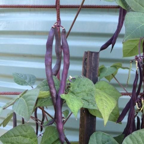 BEAN 'Blauhilde' - Boondie Seeds