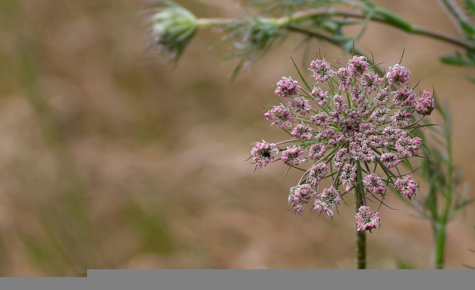 QUEEN ANNE'S LACE 'Chocolate' seeds