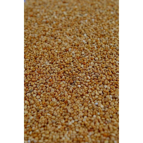 QUINOA White - Boondie Seeds