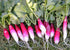 RADISH 'French Breakfast' seeds