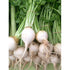 RADISH 'Hailstone' - Boondie Seeds