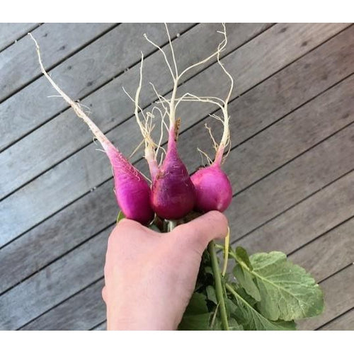 RADISH 'Purple Plum' - Boondie Seeds