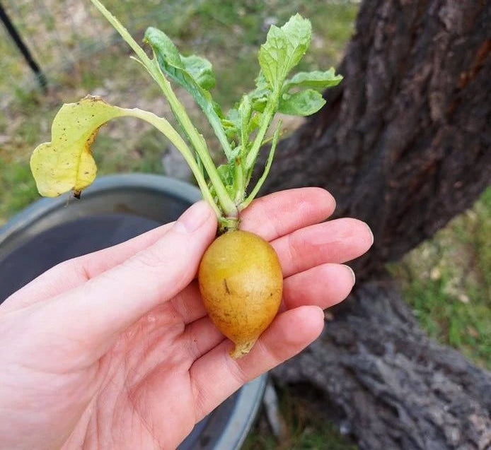 RADISH 'Golden' seeds