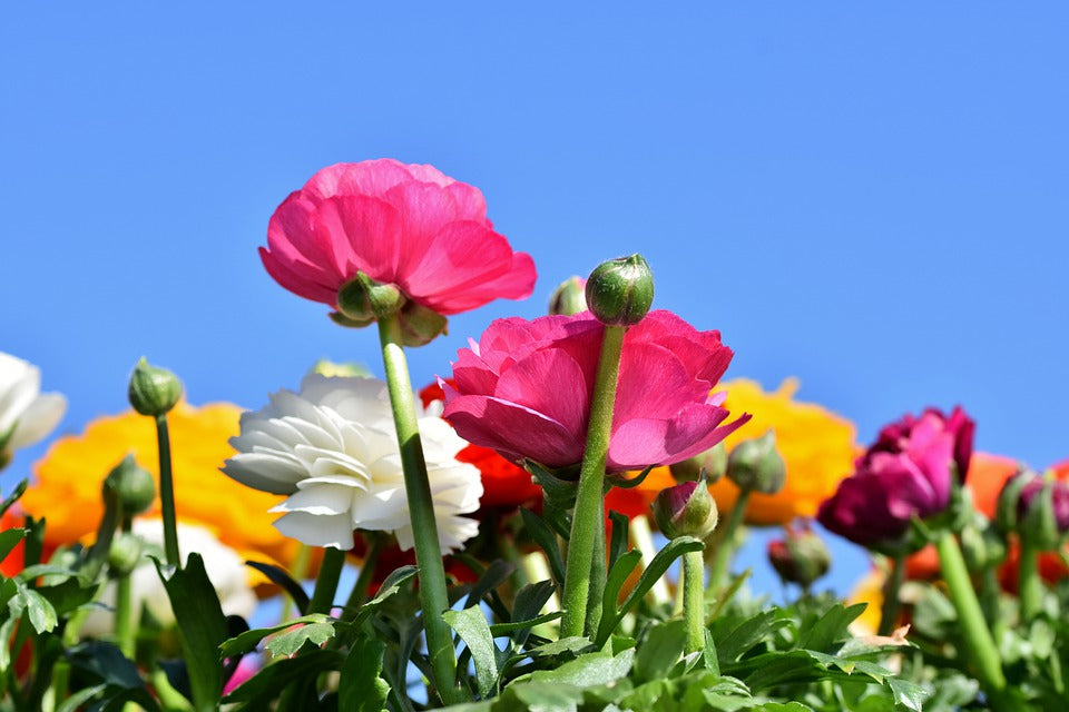 RANUNCULI BULBS 'Mix' / Ranunculus / PLANT