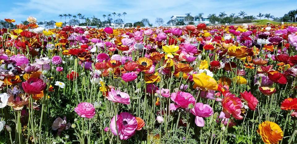 RANUNCULI BULBS 'Mix' / Ranunculus / PLANT