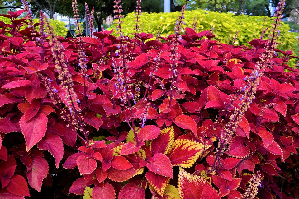 COLEUS 'Rainbow Improved Mix' seeds