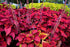 COLEUS 'Rainbow Improved Mix' seeds