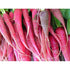 RADISH 'China Rose' seeds