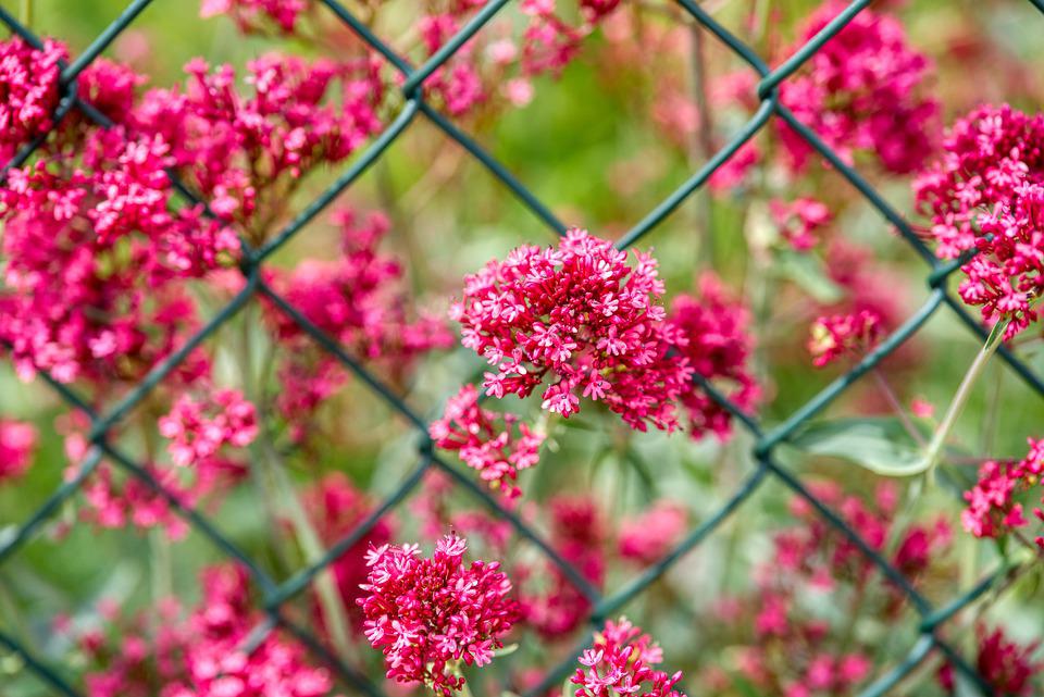 VALERIAN 'Red' / Jupiter's Beard / Centranthus coccinea seeds