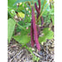 BEAN DWARF 'Red Swan' - Boondie Seeds