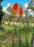 RED HOT POKER 'Mix' / TORCH LILY / Kniphofia uvaria seeds