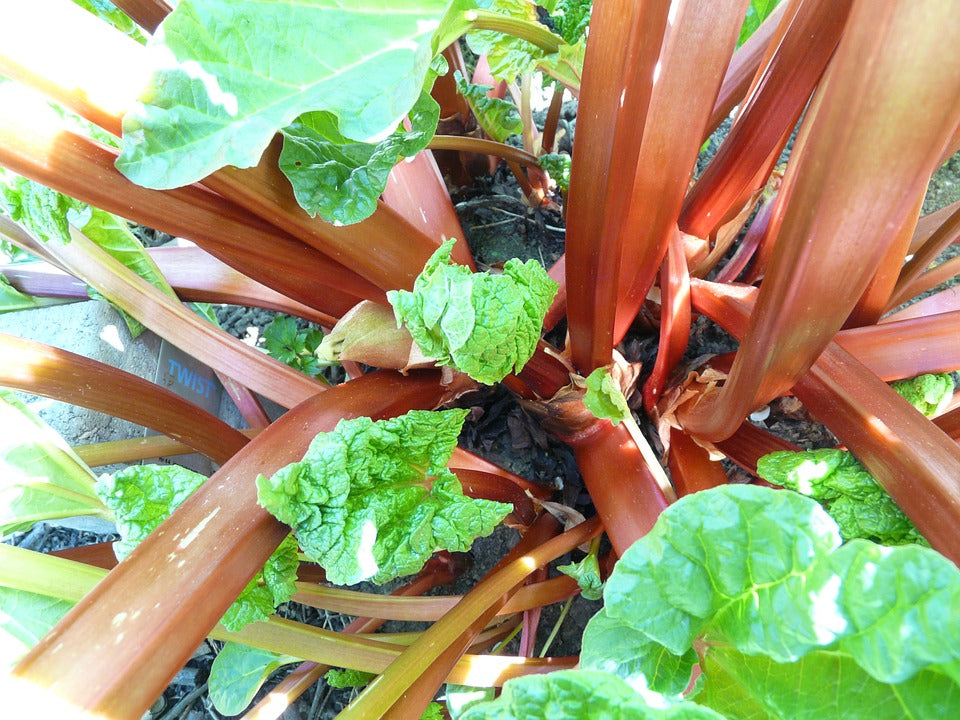 RHUBARB 'Champagne' seeds