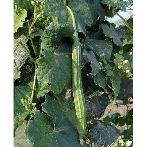 ANGLED LUFFA / OKRA CEE GWA / RIDGE GOURD / SINQUA - Boondie Seeds