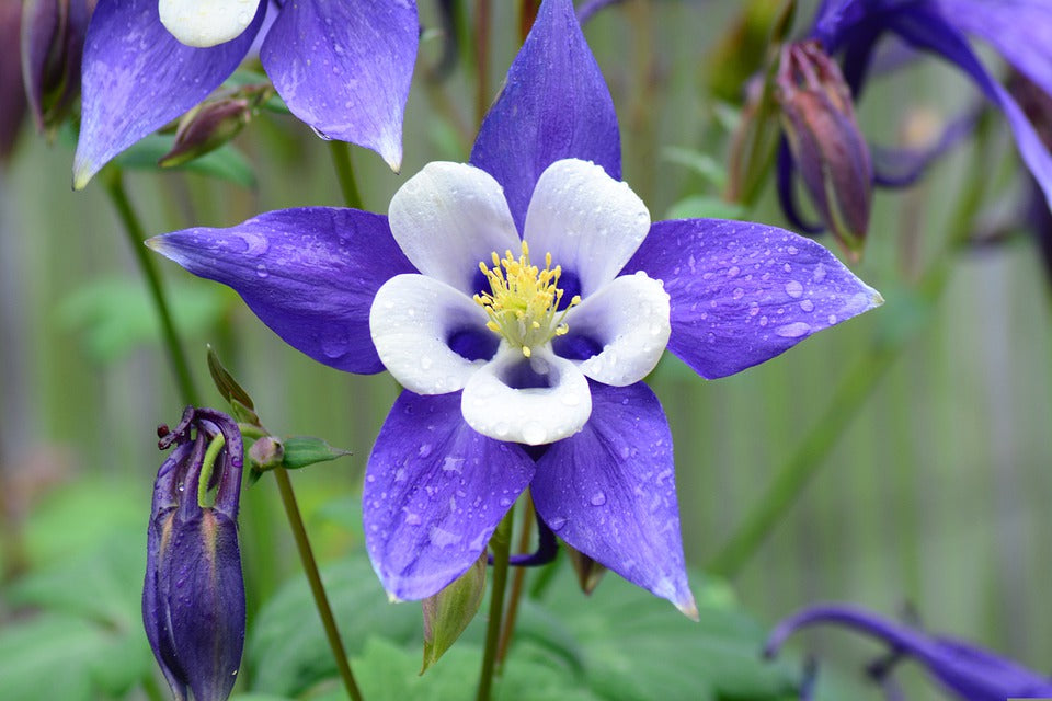 AQUILEGIA 'McKana Giants Mix' / Columbine / Grannys Bonnet seeds