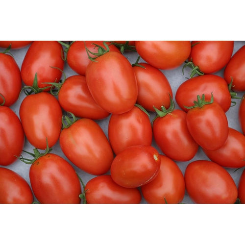 TOMATO 'Roma' - Boondie Seeds