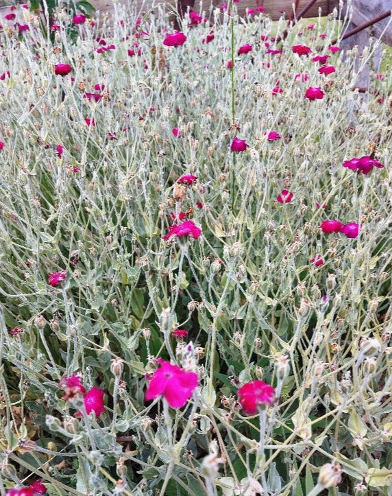 ROSE CAMPION 'Pink Flowered' Lychnis Coronaria  seeds