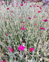 ROSE CAMPION 'Pink Flowered' Lychnis Coronaria  seeds