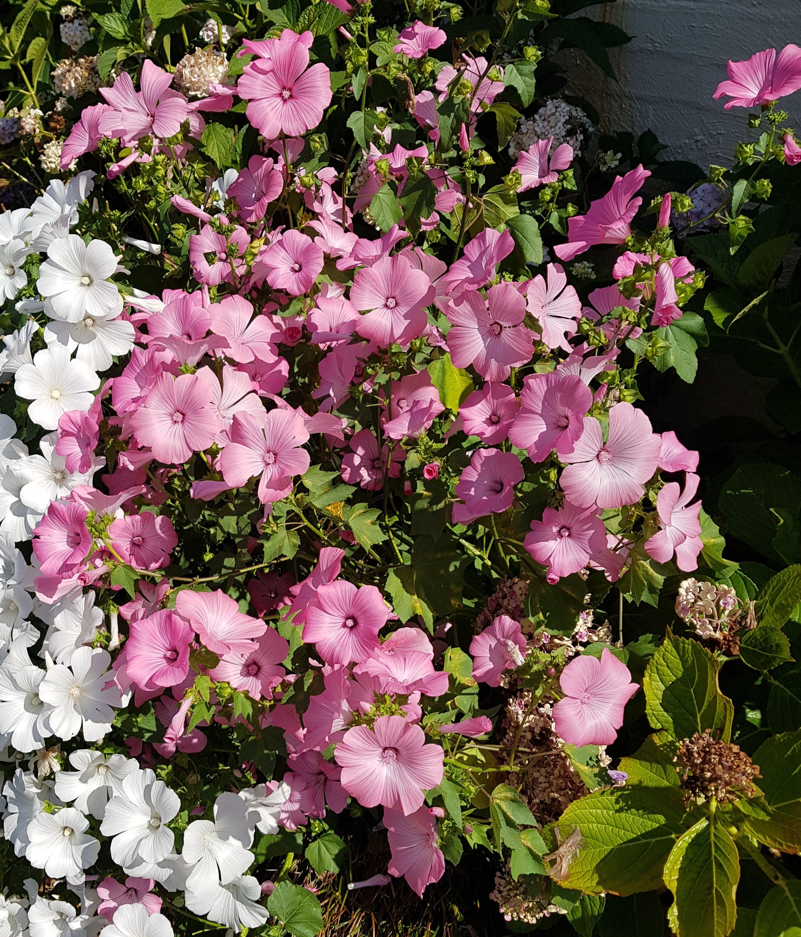 ROSE MALLOW 'Silvercup' / Lavatera trimestris seeds