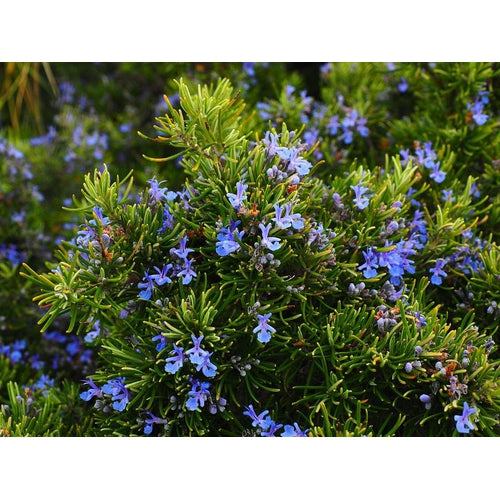 ROSEMARY - Boondie Seeds