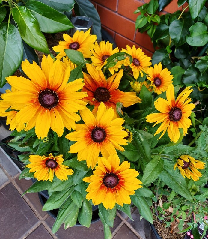 Rudbeckia 'GLORIOSA DAISIES MIXED' / Black Eyed Susan Daisy seeds