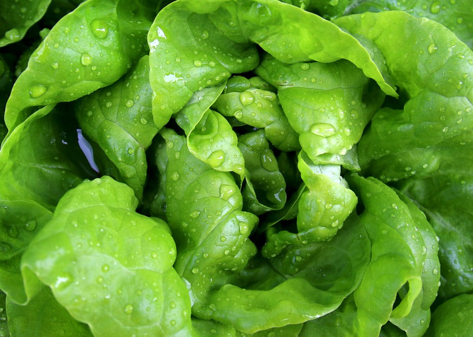 LETTUCE 'Buttercrunch' seeds