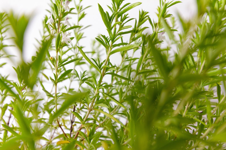 WINTER SAVORY seeds