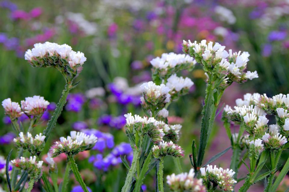 SEA LAVENDER / STATICE 'Iceberg White' seeds