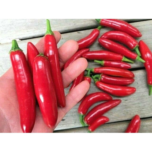 CHILLI 'Serrano' - Boondie Seeds