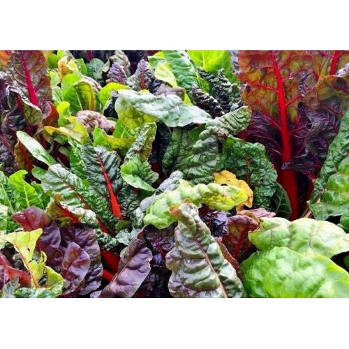 SILVERBEET 'Rainbow Mix' seeds