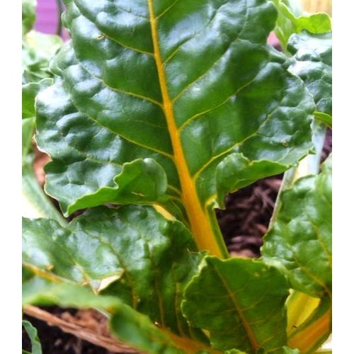 SILVERBEET / CHARD 'Orange Fantasia' - Boondie Seeds