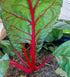 SILVERBEET 'Ruby Chard'*ORGANIC* seeds