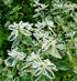 SNOW ON THE MOUNTAIN Euphorbia Marginata seeds