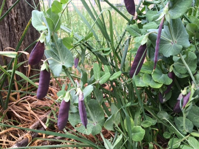 SNAP PEA / PURPLE  'Sugar Magnolia' seeds