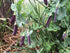 SNAP PEA / PURPLE  'Sugar Magnolia' seeds