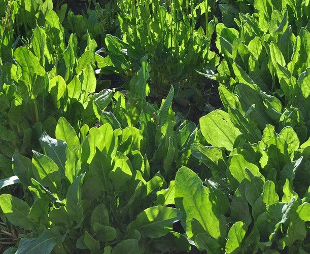 GARDEN SORREL 'Green Leaf' seeds