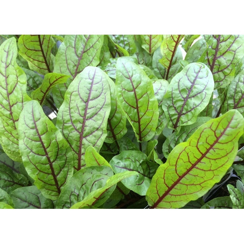 GARDEN SORREL 'Red Veined' - Boondie Seeds