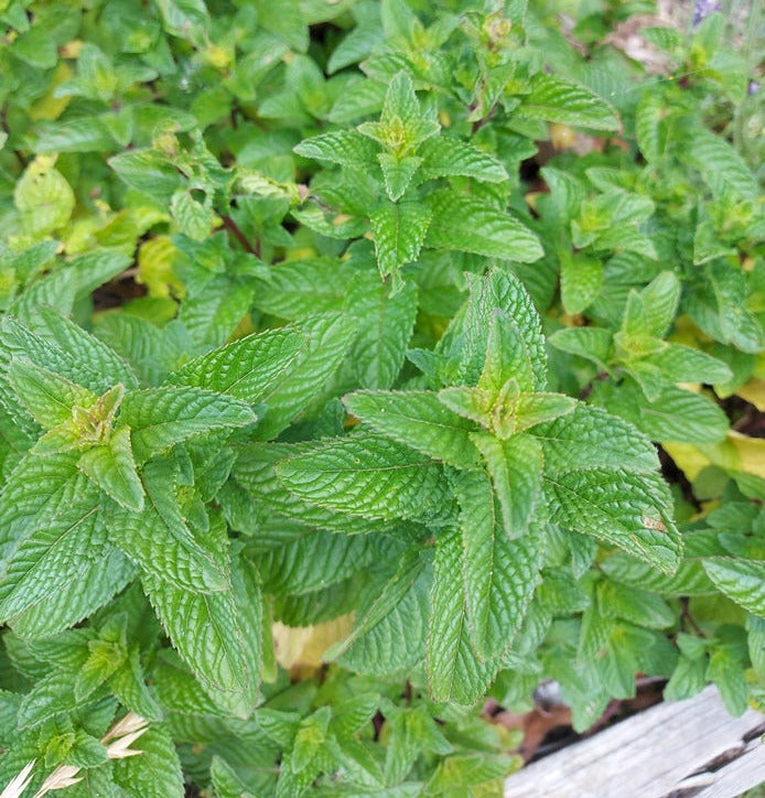 SPEARMINT / Mint seeds