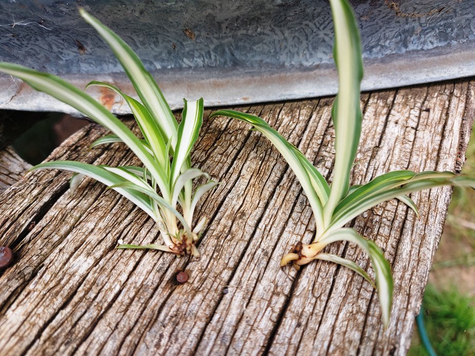 SPIDER PLANT - Chlorophytum comosum - Indoor PLANT