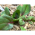 SPINACH Red Vein - Boondie Seeds