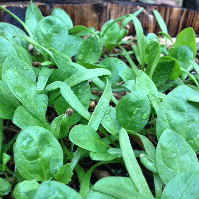 BABY SPINACH BULK / English Spinach seeds