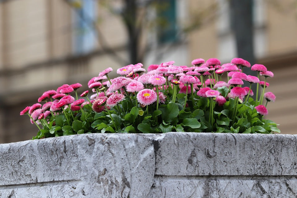 ENGLISH DAISY / Bellis perennis ' Monstrosa Mix' seeds