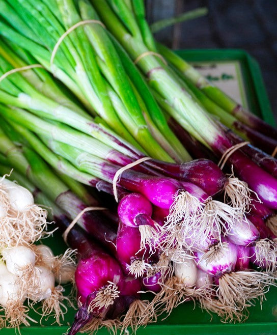 SPRING ONION 'Red Beard' seeds