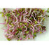 RADISH 'China Rose' seeds