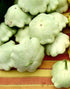 SQUASH 'Bennings Green Tint' seeds